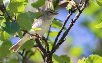 Phylloscopus trochilus - Løvsanger