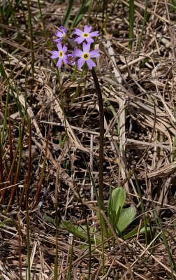Primula farinosa - melet kodriver