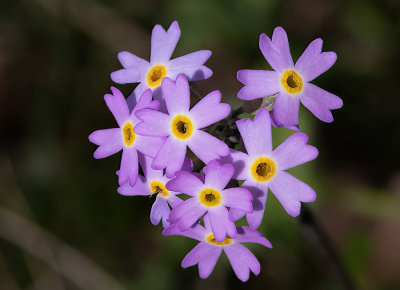 Primula farinosa - melet kodriver
