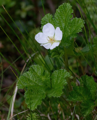 Rubus chamaemorus - multebær