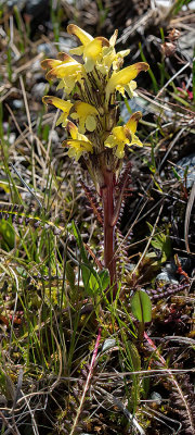 Pedicularis oederi- Oeders troldurt