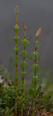Equisetaceae pratense - lund-padderok