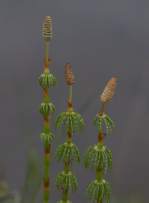 Equisetaceae pratense - lund-padderok