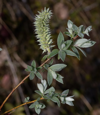 Salix myrsinifoliapil -sort pil