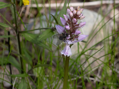 Dactylorhiza maculata ssp. maculata - plettet gøgeurt