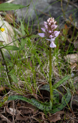 Dactylorhiza maculata ssp. maculata - plettet gøgeurt