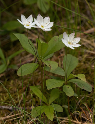 Trientalis eoropaea - skovstjerne