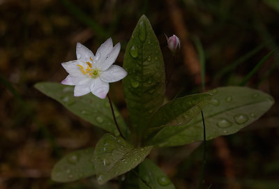 Trientalis eoropaea - skovstjerne