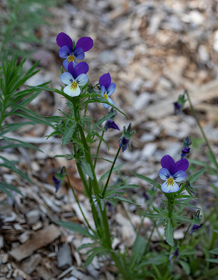 Violacea tricolor ssp.tricolor -  Almindelig stedmoderblomst