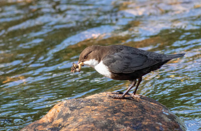 Cinclus cinclus- Vandstr 