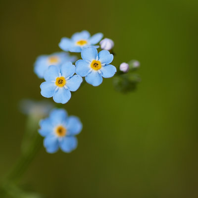 Forget me nots.