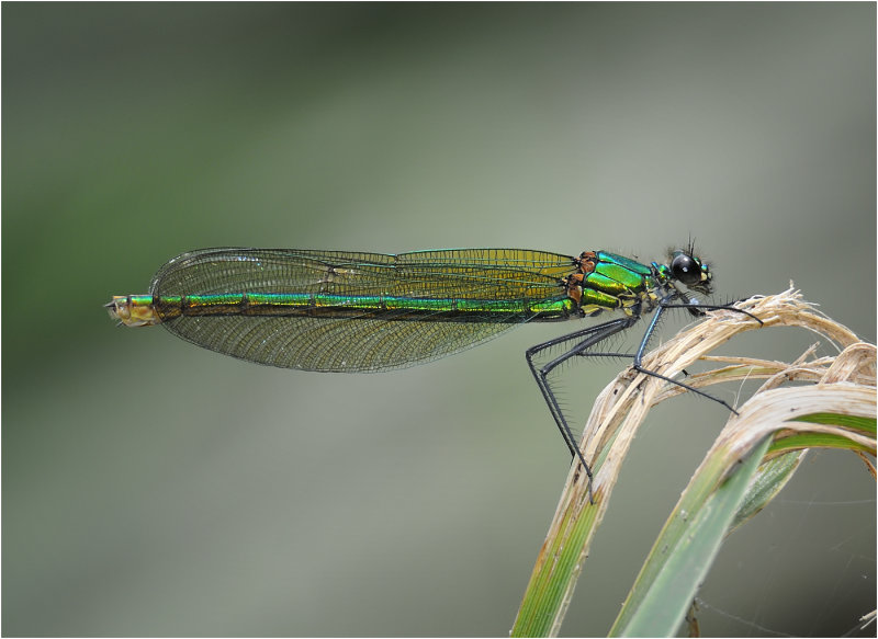 Banded Demoiselle (female)