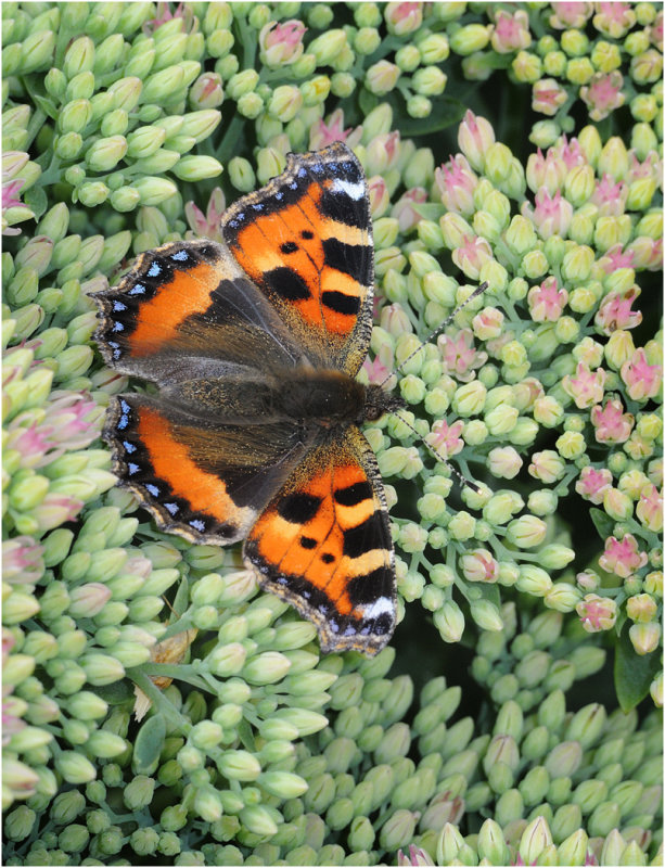 Small Tortoiseshell
