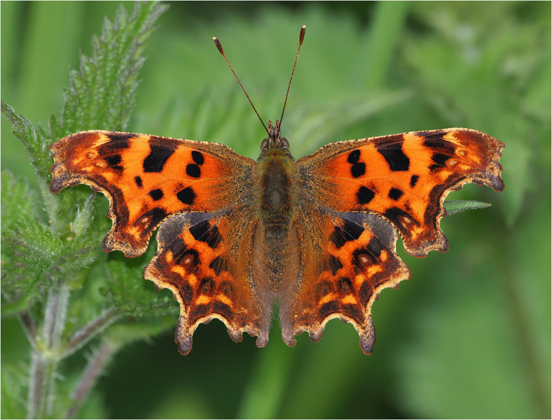 Comma