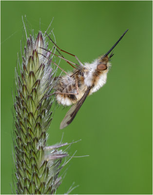 Bee Fly on Meadow Foxtail