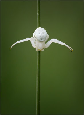 White Crab Spider