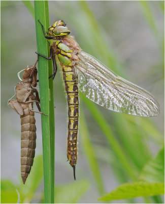 Hairy Dragonfly and exuvia.