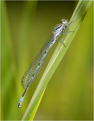 Azure Damselfly (male)