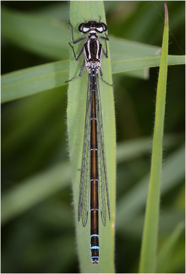 Variable Damselfly (dark form female)