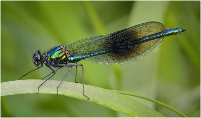 Banded Demoiselle (male)