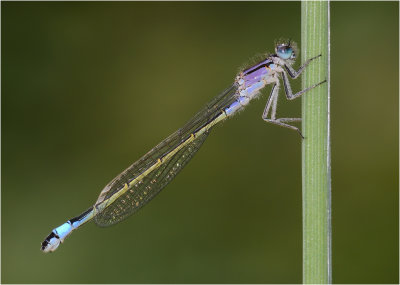 Blue-tailed Damselfly (female, form violacea)