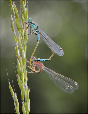 Mating Blue-tailed Damselflies