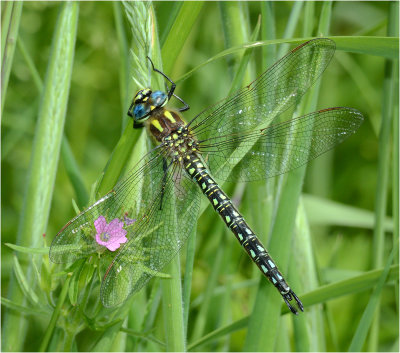 Hairy Dragonfly (male)