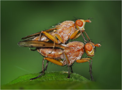 Mating Dung Flies,  Norellisoma spinimanum