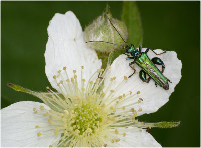 Thick-legged Flower Beetle (male)