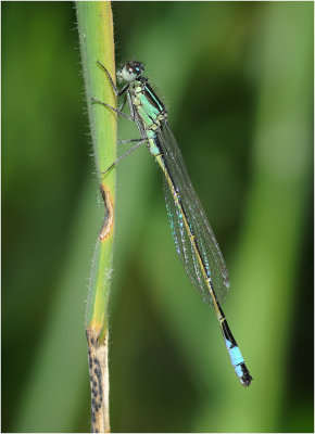 Blue-tailed Damselfly