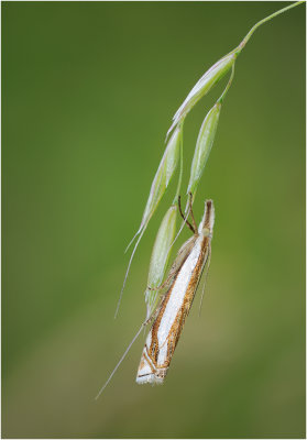Inlaid Grass Veneer (Crambus pascuella)