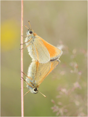 Mating Small Skippers