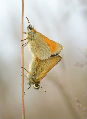 Mating Small Skippers