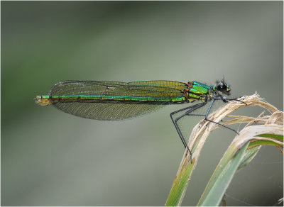 Banded Demoiselle (female)