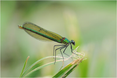 Banded Demoiselle (female)