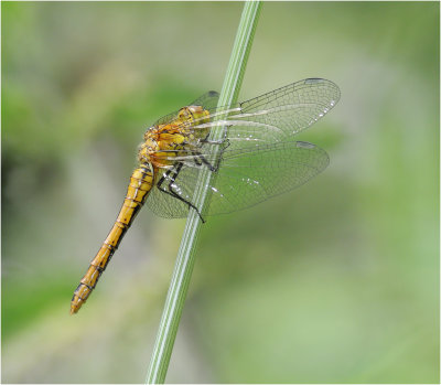 Ruddy Darter (female)