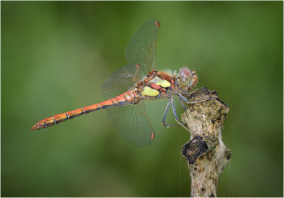 Common Darter (male)