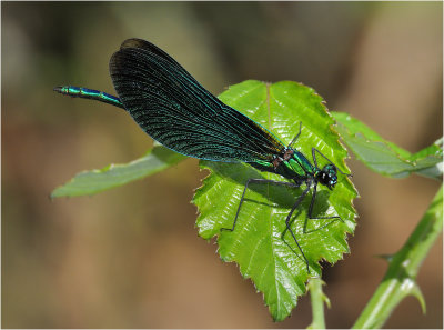 Beautiful Demoiselle