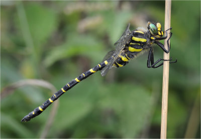 Golden Ringed Dragonfly