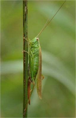 Long-winged Conehead