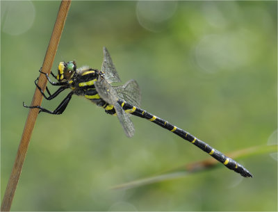 Golden-ringed dragonfly (female)