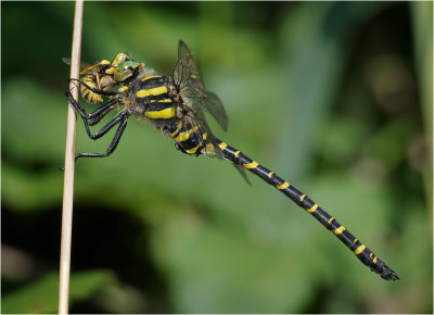 Golden-ringed dragonfly with wasp 