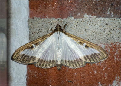 Box-tree moth