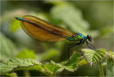 Beautiful Demoiselle