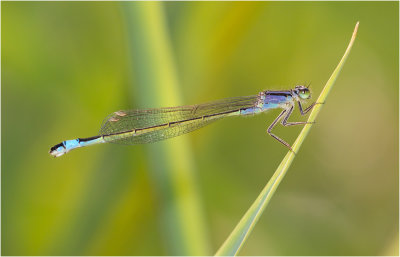 Blue-tailed Damselfly (female form violacea)