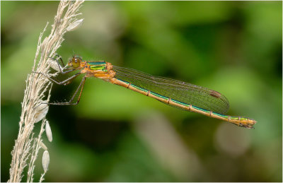 Emerald Damselfly (female)