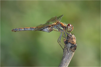 Common Darter