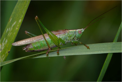 Long-winged Conehead (male)