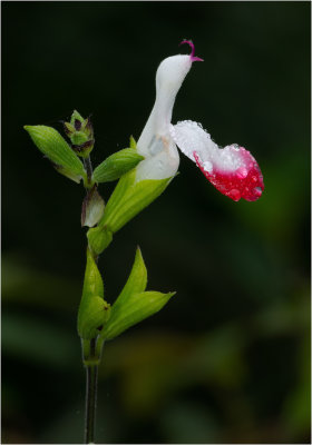 Salvia × jamensis 'Hot Lips'