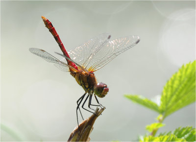 Male Ruddy Darter